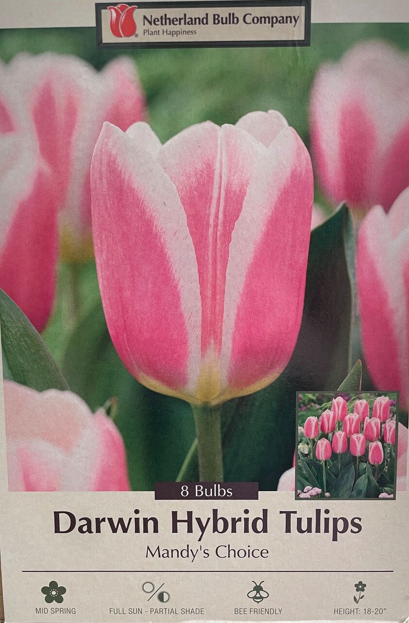 Mandy's Choice Darwin Tulip - 8 Bulbs - 12/+ cm Bulbs - Large Flowers